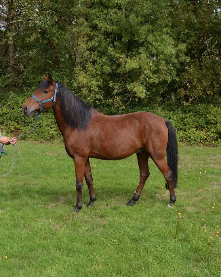 Gelding Origin Recorded For sale 2015 Bay