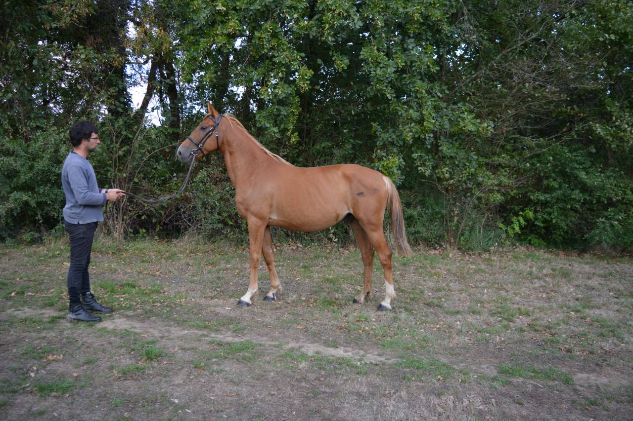 Gelding No Origin Recorded For sale 2019 Chesnut