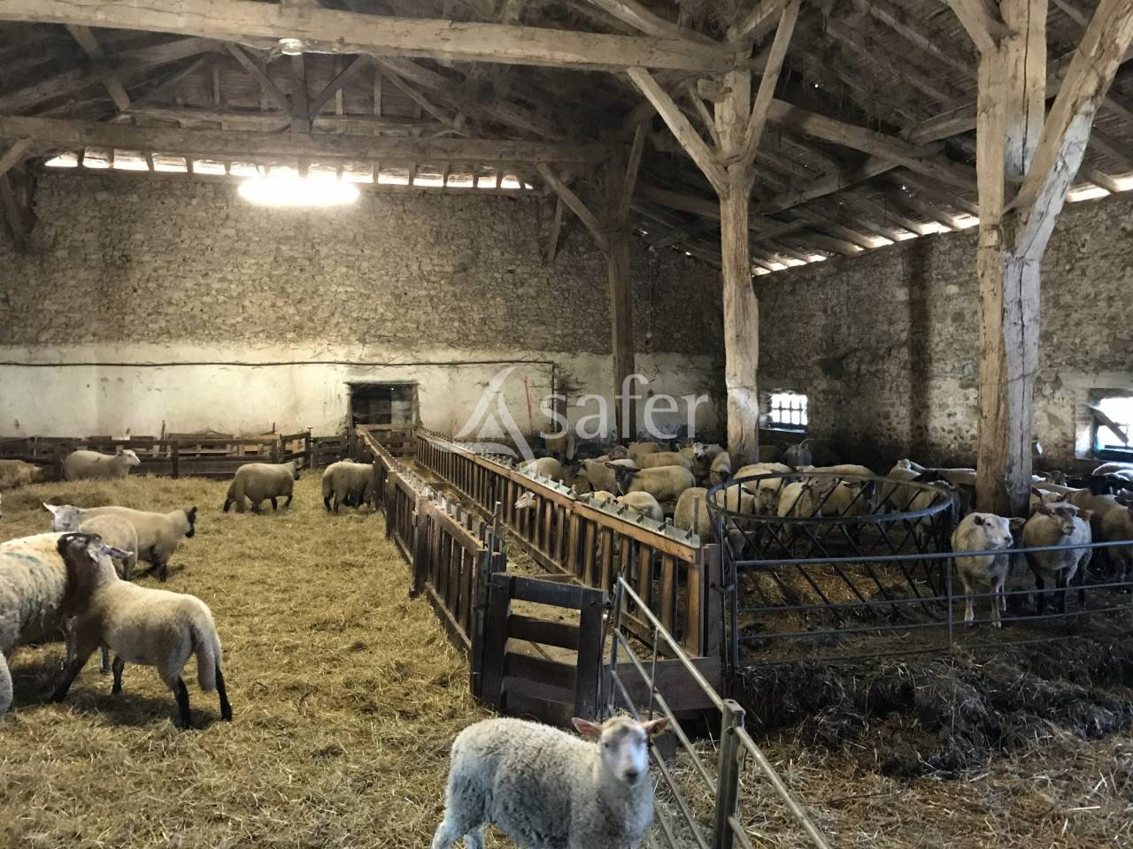 Sheep farm  Charente