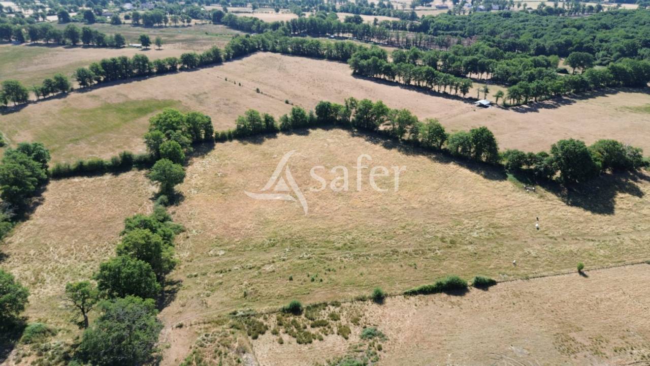 Sheep farm  Charente