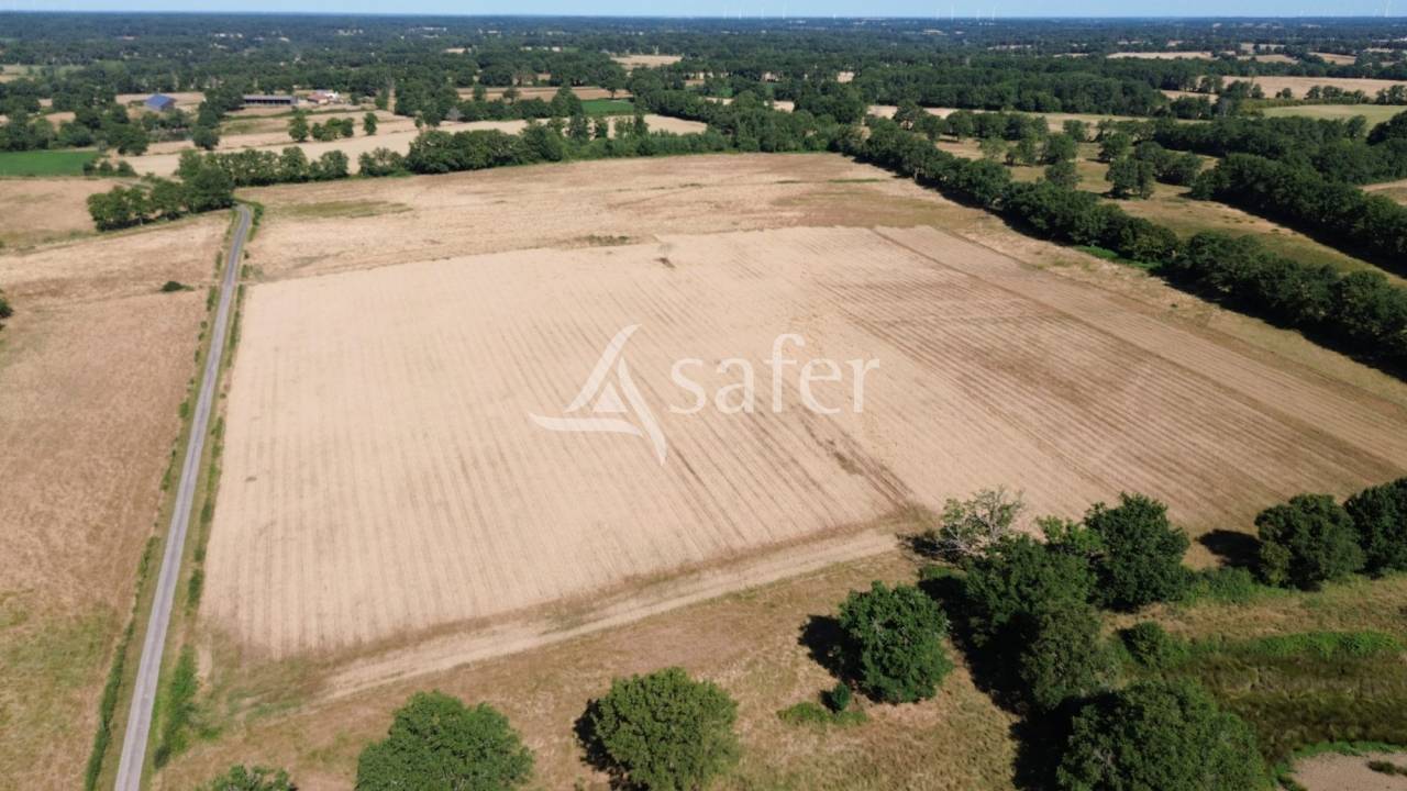Sheep farm  Charente