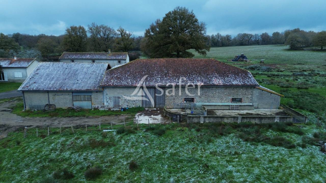 Sheep farm  Charente