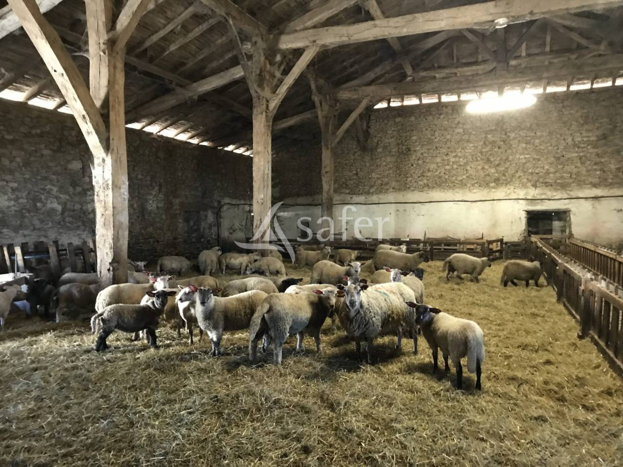 Sheep farm  Charente