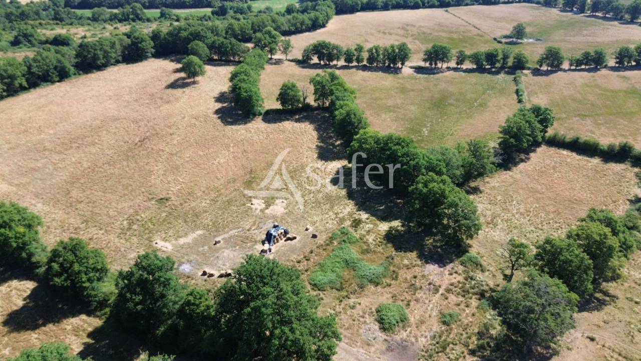Sheep farm  Charente
