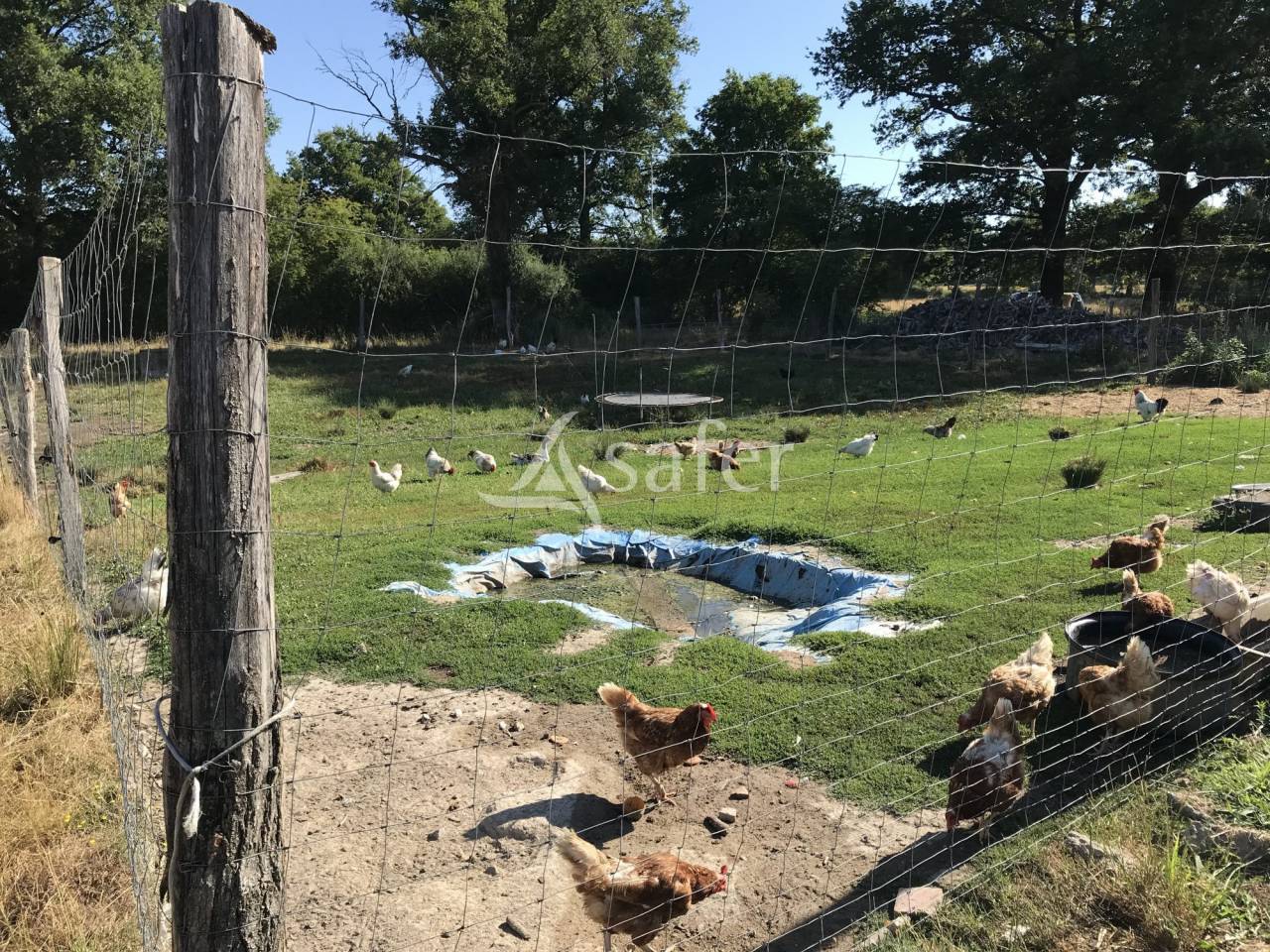 Sheep farm  Charente