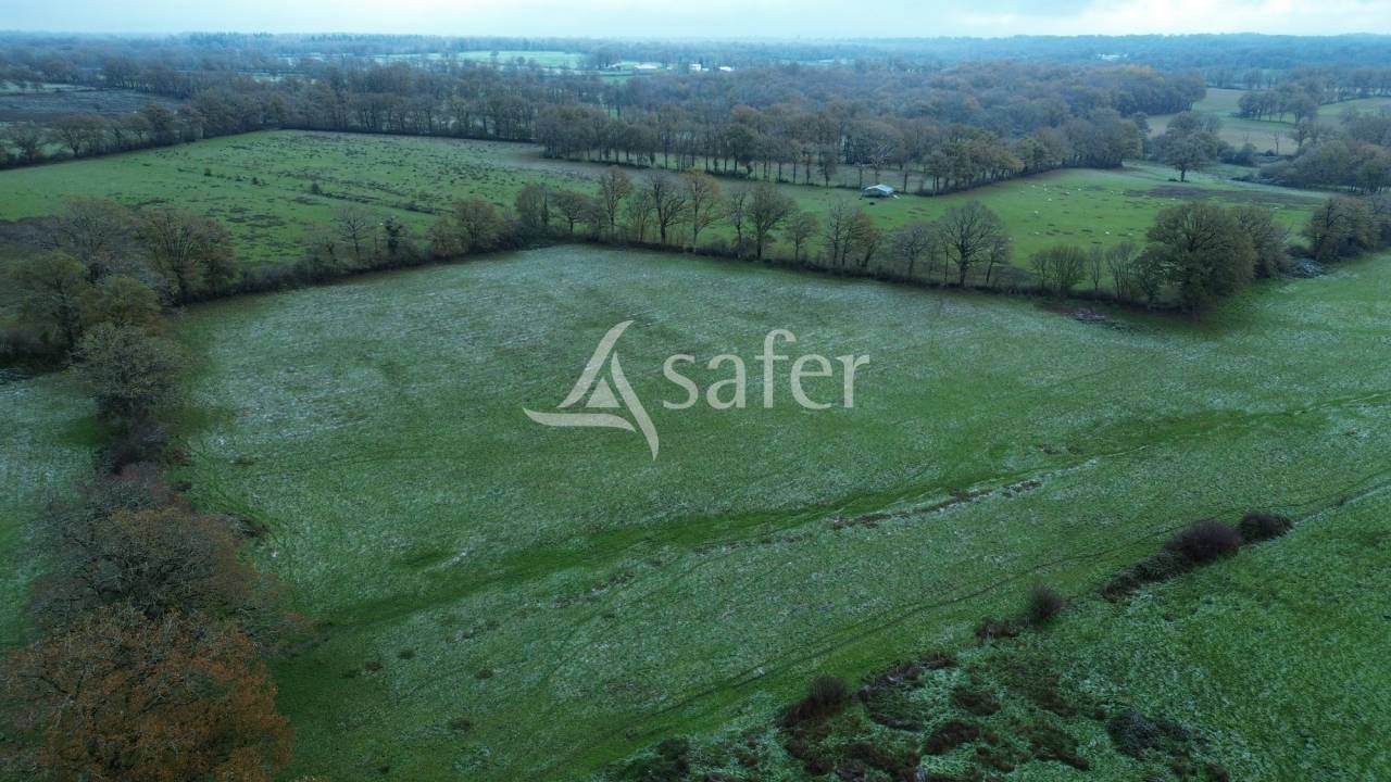 Sheep farm  Charente