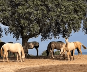 Mare PRE Pure Spanish Bred For sale 2022 Other color