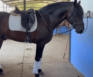 Gelding PRE Pure Spanish Bred For sale 2020 Bay