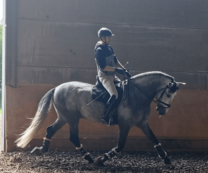 Entire PRE Pure Spanish Bred For sale 2021 Grey