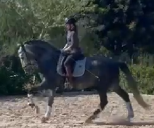 Entire PRE Pure Spanish Bred For sale 2021 Grey