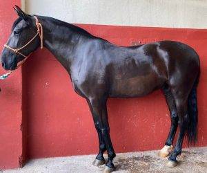 Mare PRE Pure Spanish Bred For sale 2013 Black