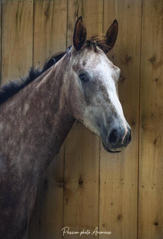 Gelding Selle Français For sale 2022 Grey