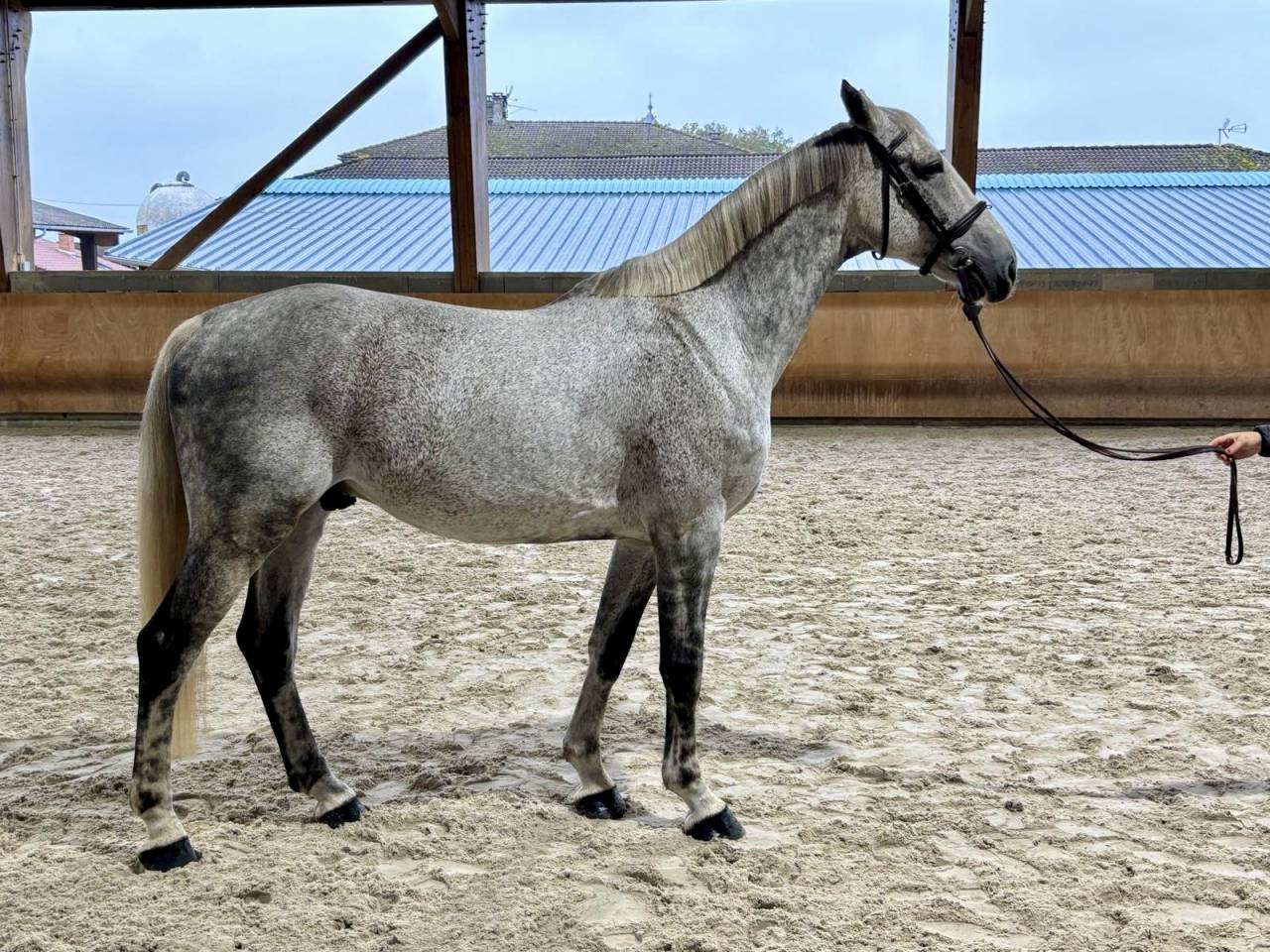 Gelding Selle Français For sale 2015 Grey