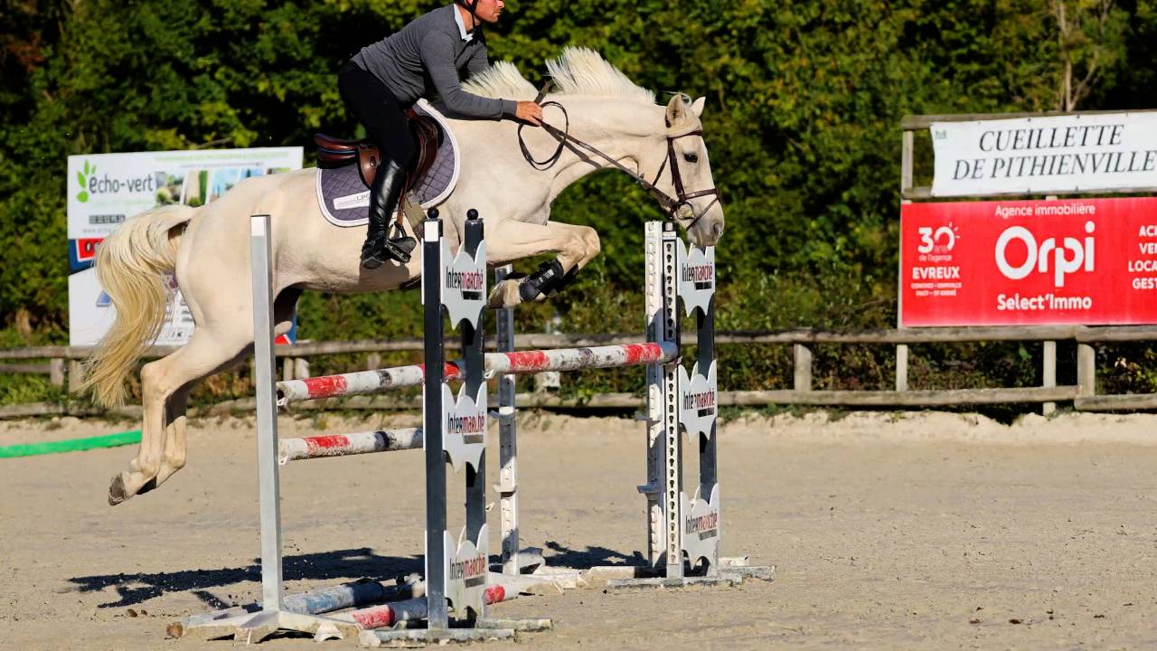 Mare Irish Sport Horse For sale 2018 Palomino