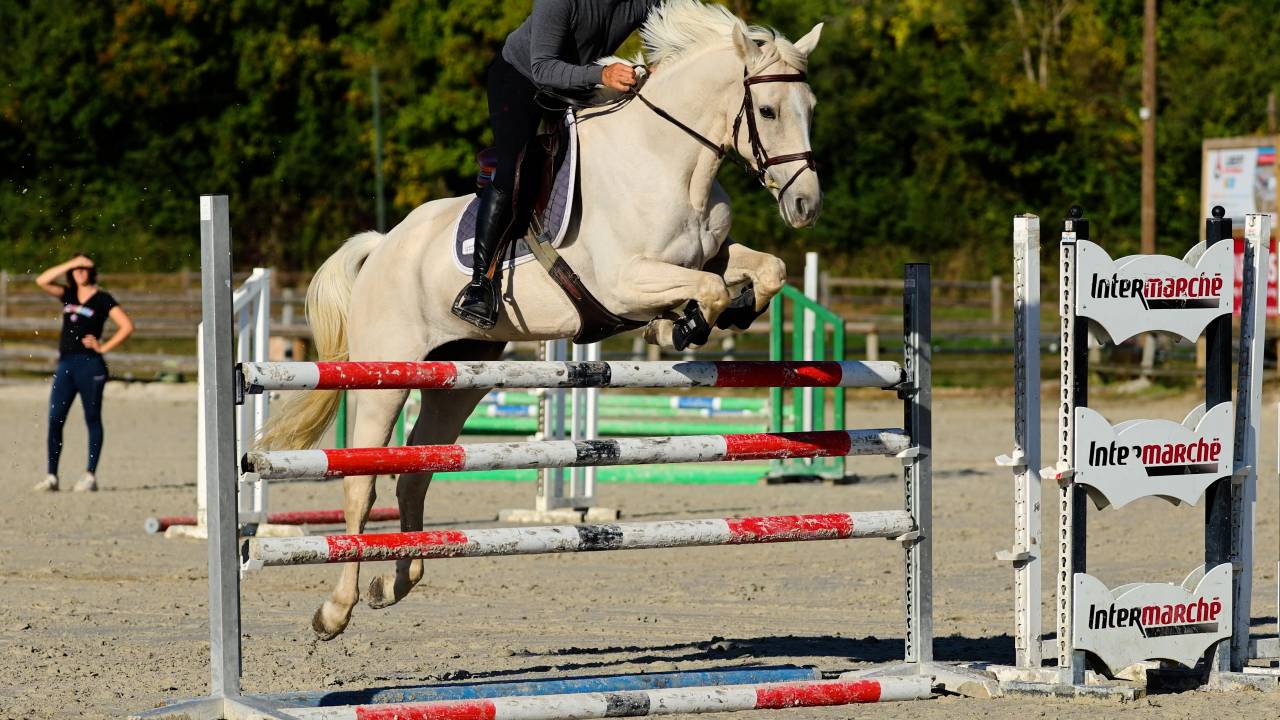 Mare Irish Sport Horse For sale 2018 Palomino