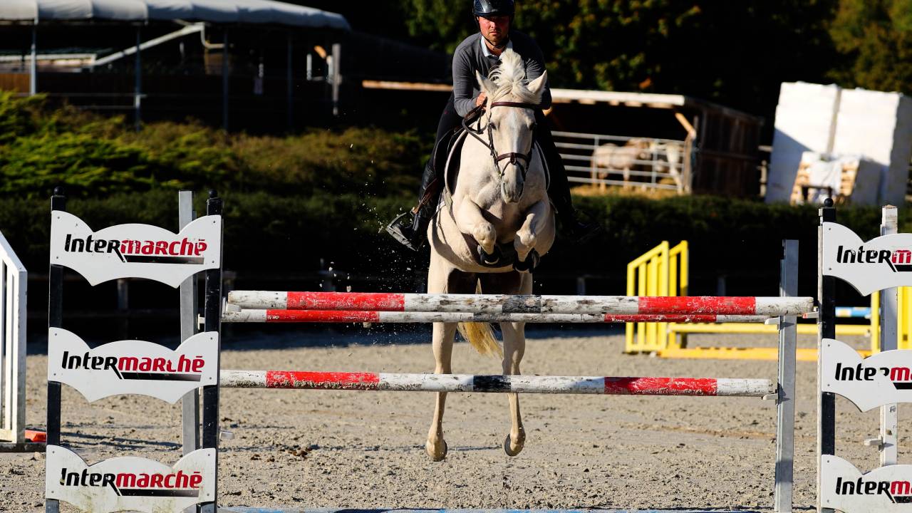 Mare Irish Sport Horse For sale 2018 Palomino