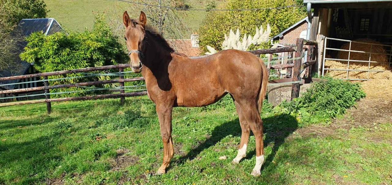 Filly Selle Français For sale 2025 Chesnut