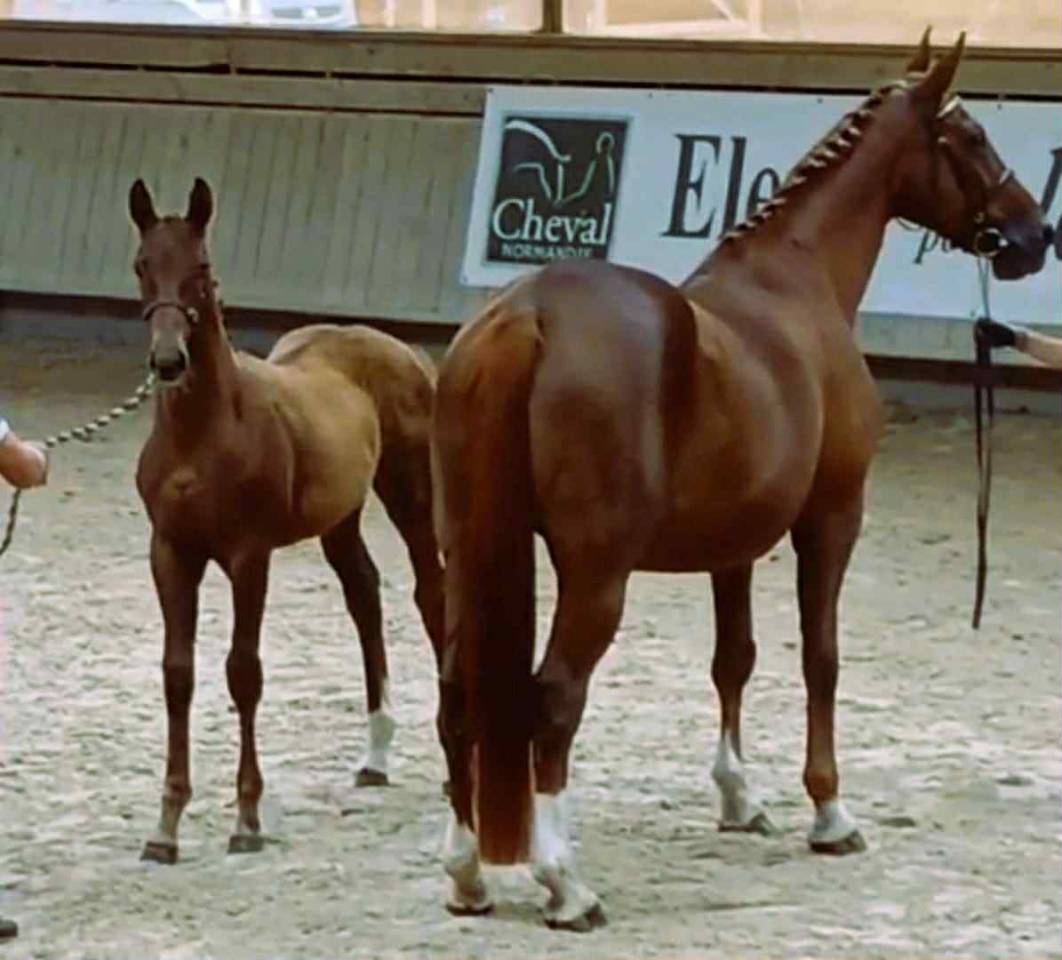 Filly Selle Français For sale 2025 Chesnut