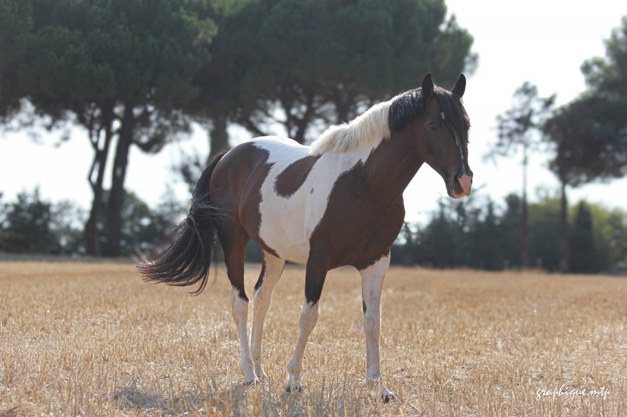 Entire French Saddle Pony For sale 2016 Coloured