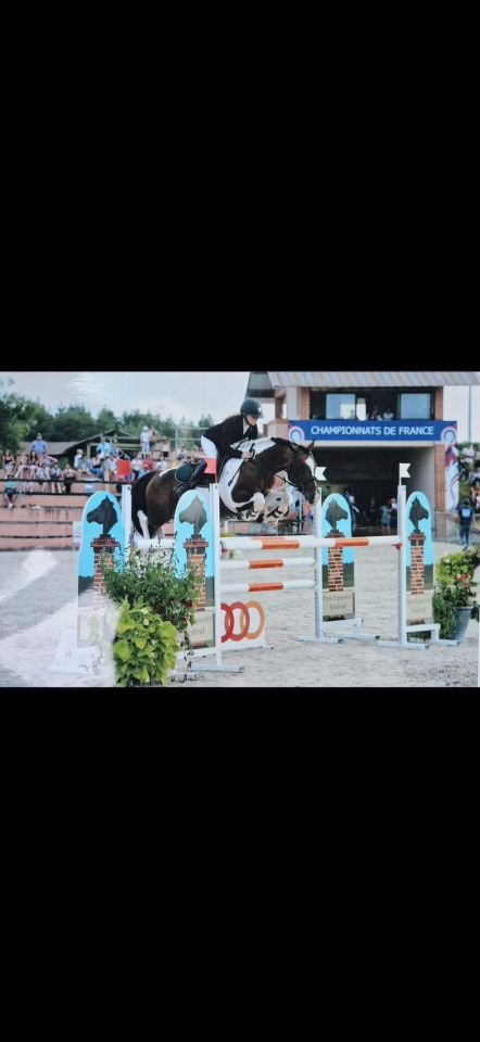 Entire French Saddle Pony For sale 2016 Coloured