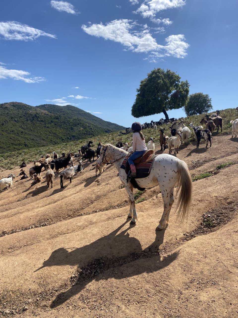 Equestrian tourism - Temporary contract Full time - Corse-du-Sud France