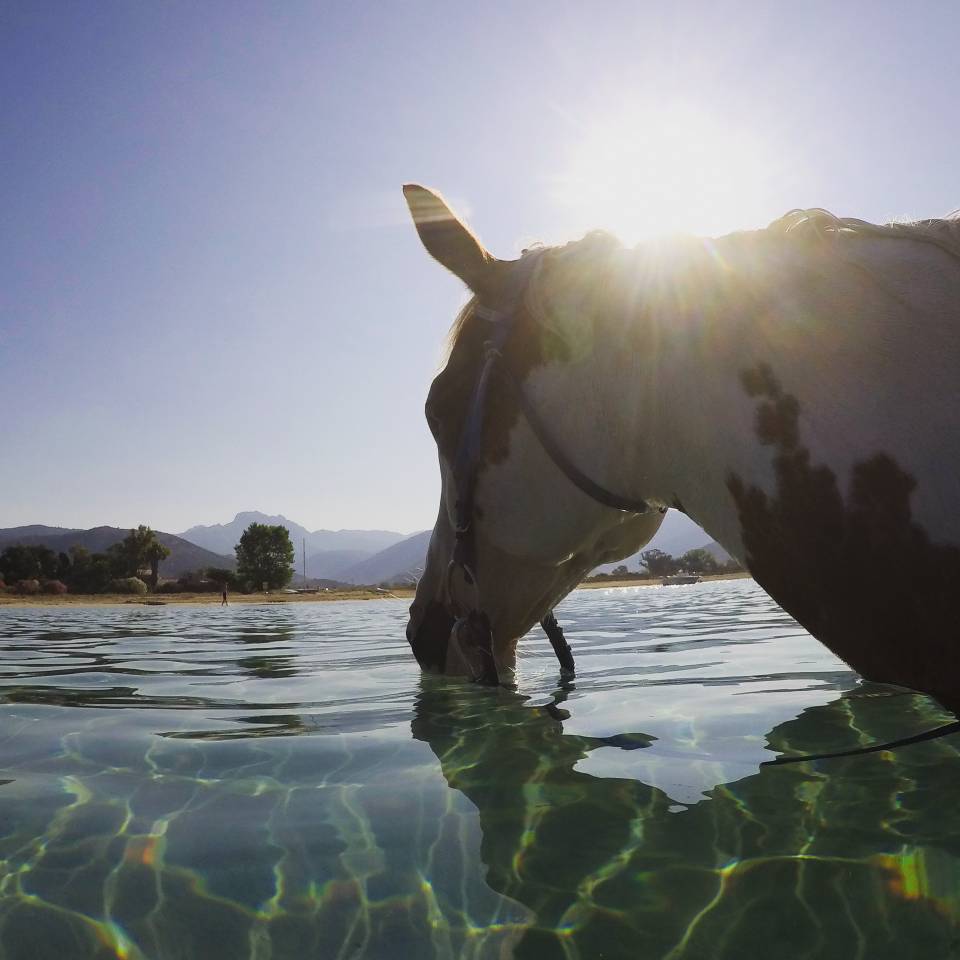 Equestrian tourism - Temporary contract Full time - Corse-du-Sud France