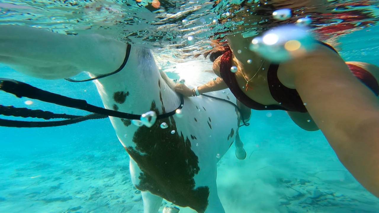 Equestrian tourism - Temporary contract Full time - Corse-du-Sud France