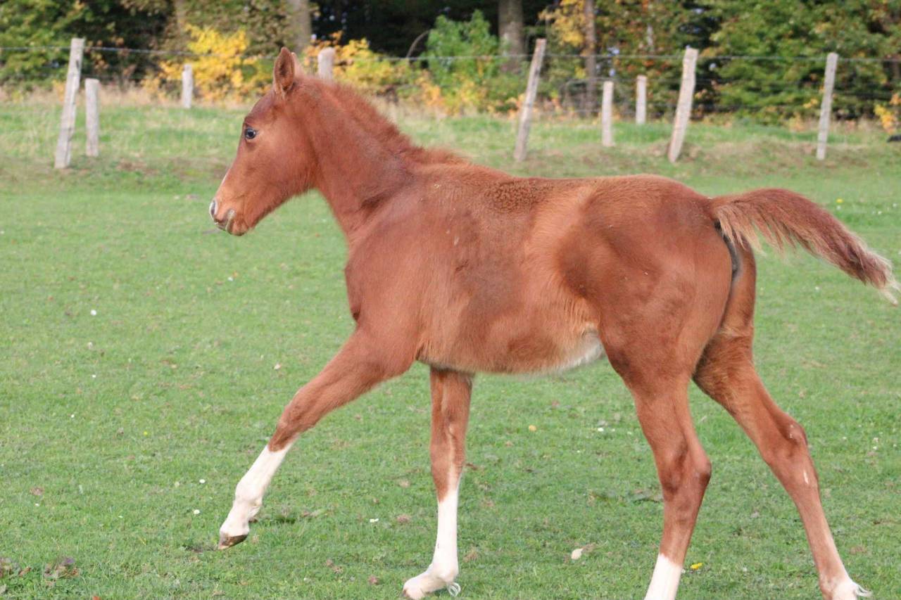 Mare Zangersheide For sale 2025 Chesnut