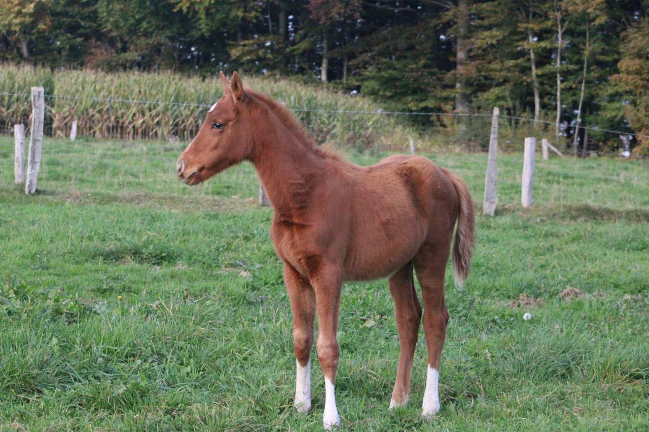 Mare Zangersheide For sale 2025 Chesnut
