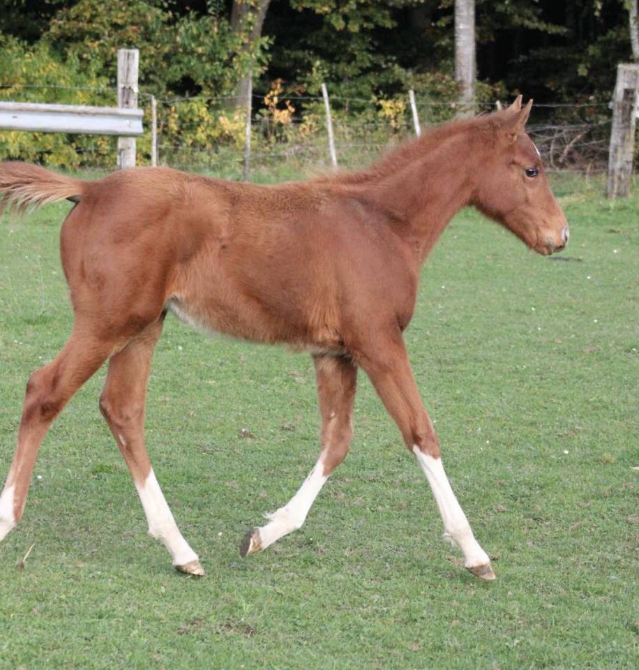 Mare Zangersheide For sale 2025 Chesnut