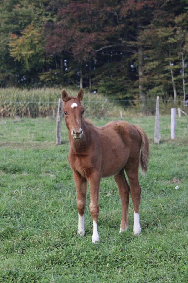 Mare Zangersheide For sale 2025 Chesnut