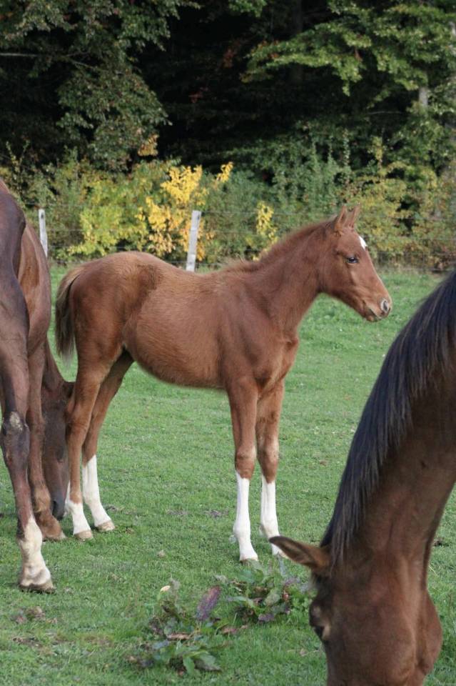 Mare Zangersheide For sale 2025 Chesnut