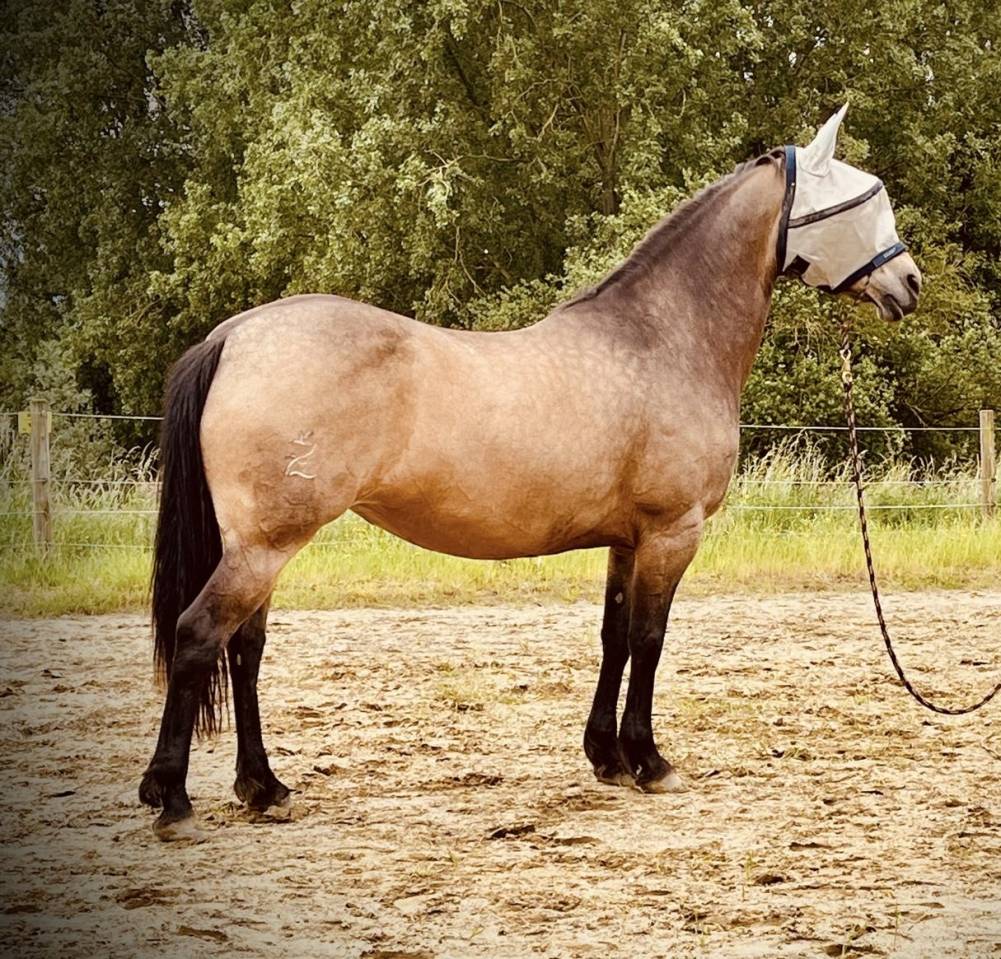 Mare Unkown Horse Breed For sale 2012 Buckskin