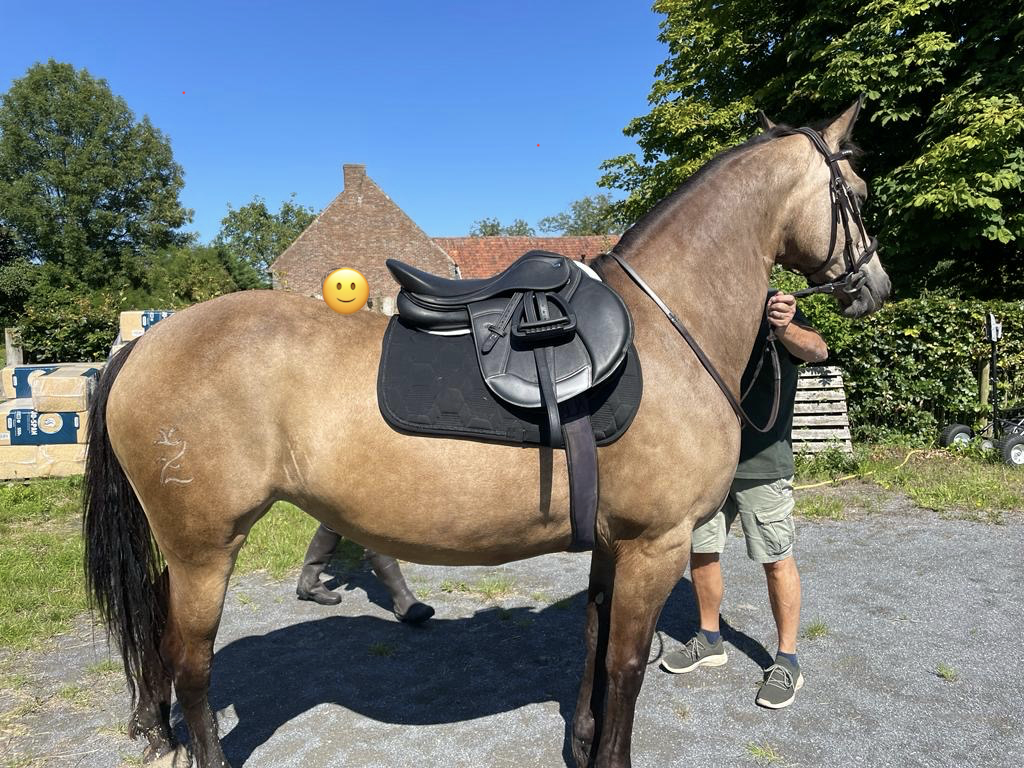 Mare Unkown Horse Breed For sale 2012 Buckskin