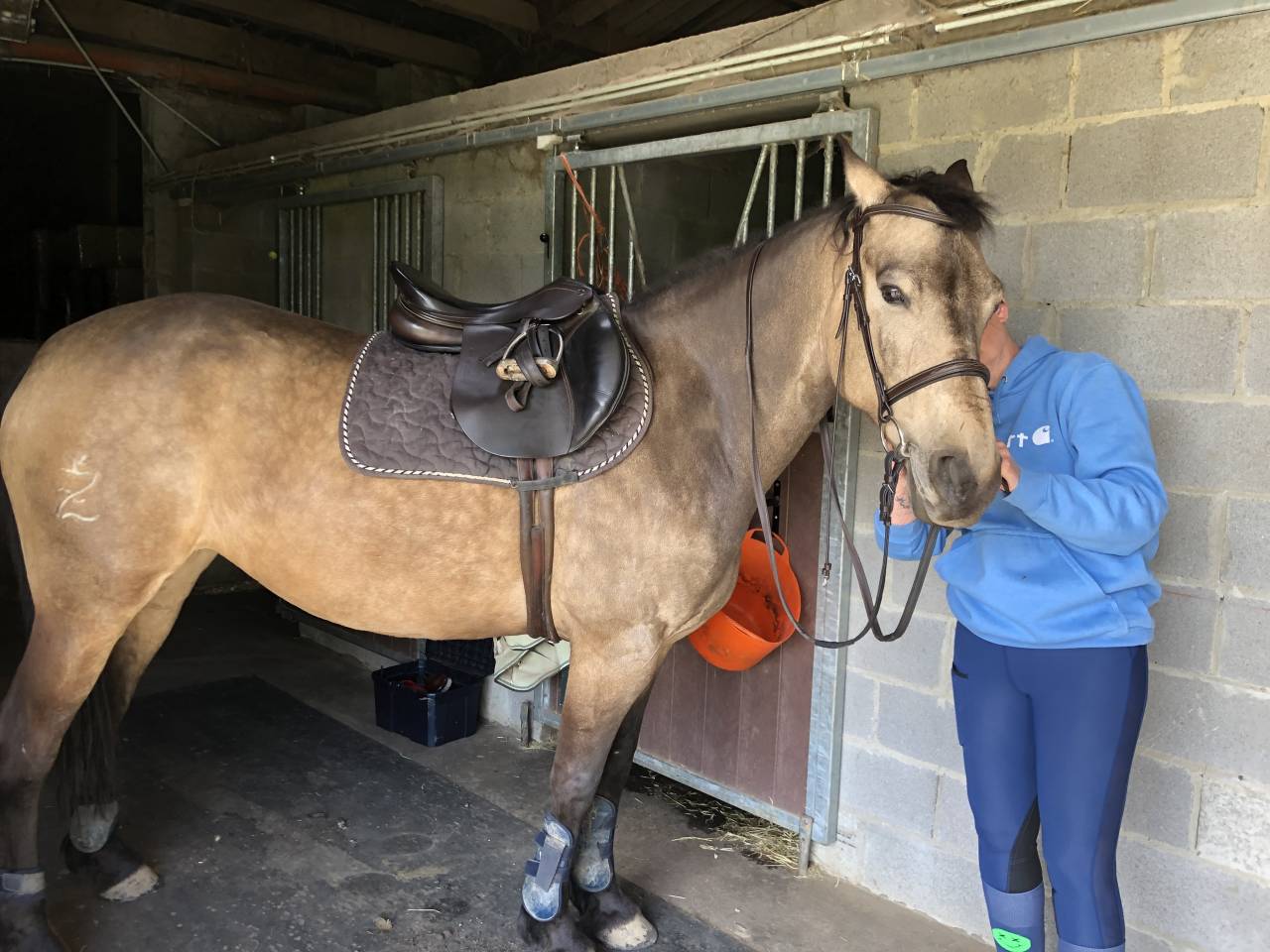 Mare Unkown Horse Breed For sale 2012 Buckskin