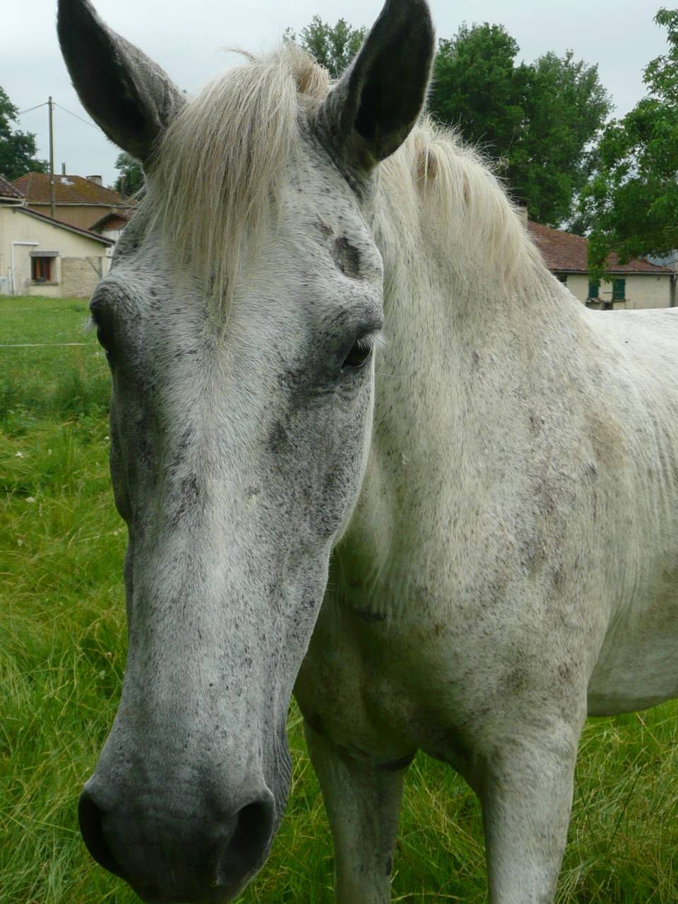 Gelding Saddle Horse For sale 2013 Grey