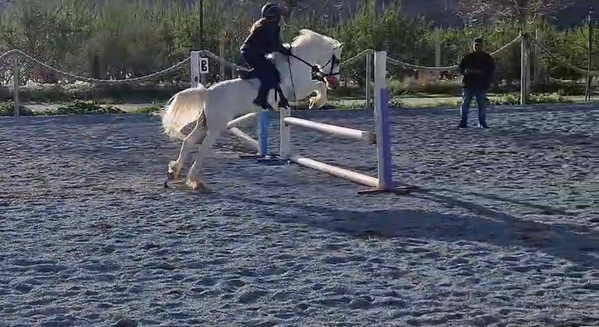Gelding British Riding Pony For sale 2016 Grey