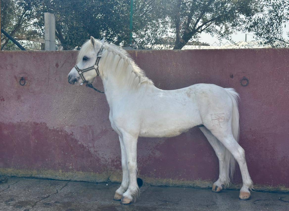 Gelding British Riding Pony For sale 2016 Grey