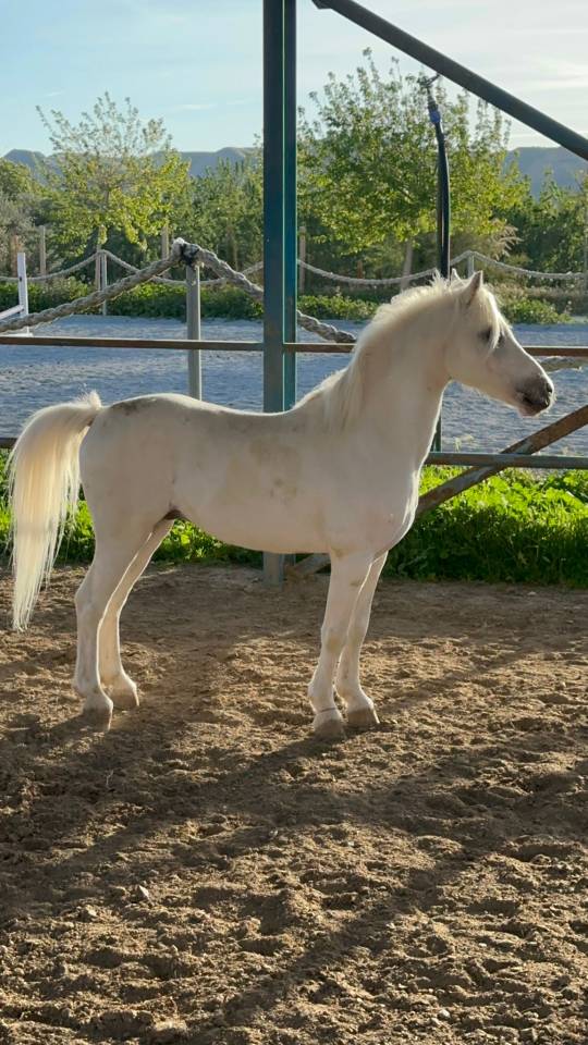 Gelding British Riding Pony For sale 2016 Grey