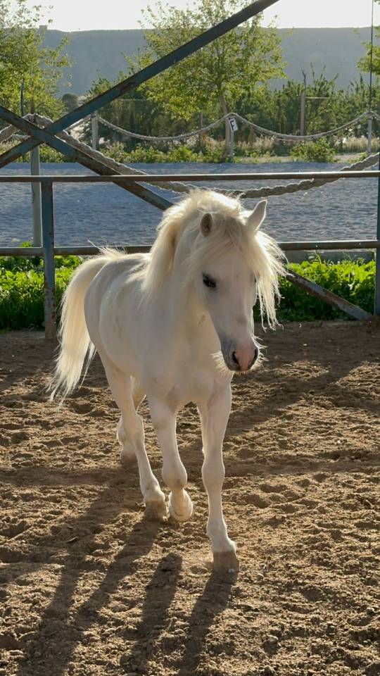 Gelding British Riding Pony For sale 2016 Grey