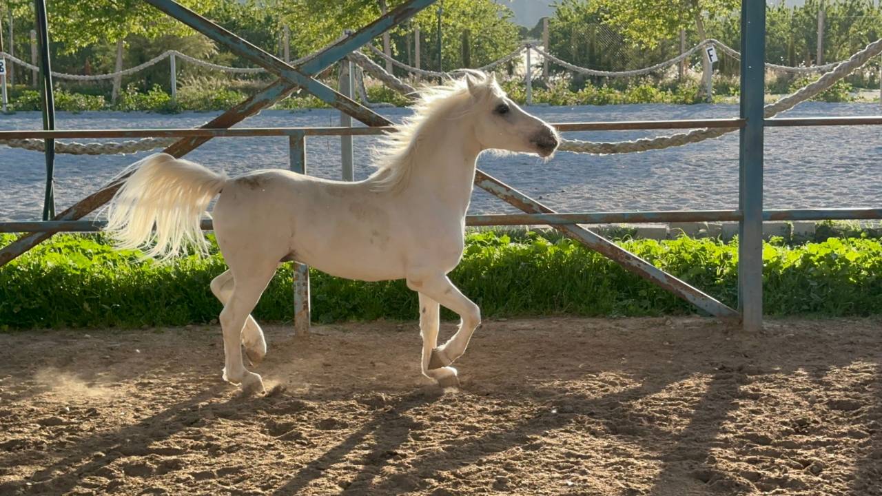 Gelding British Riding Pony For sale 2016 Grey