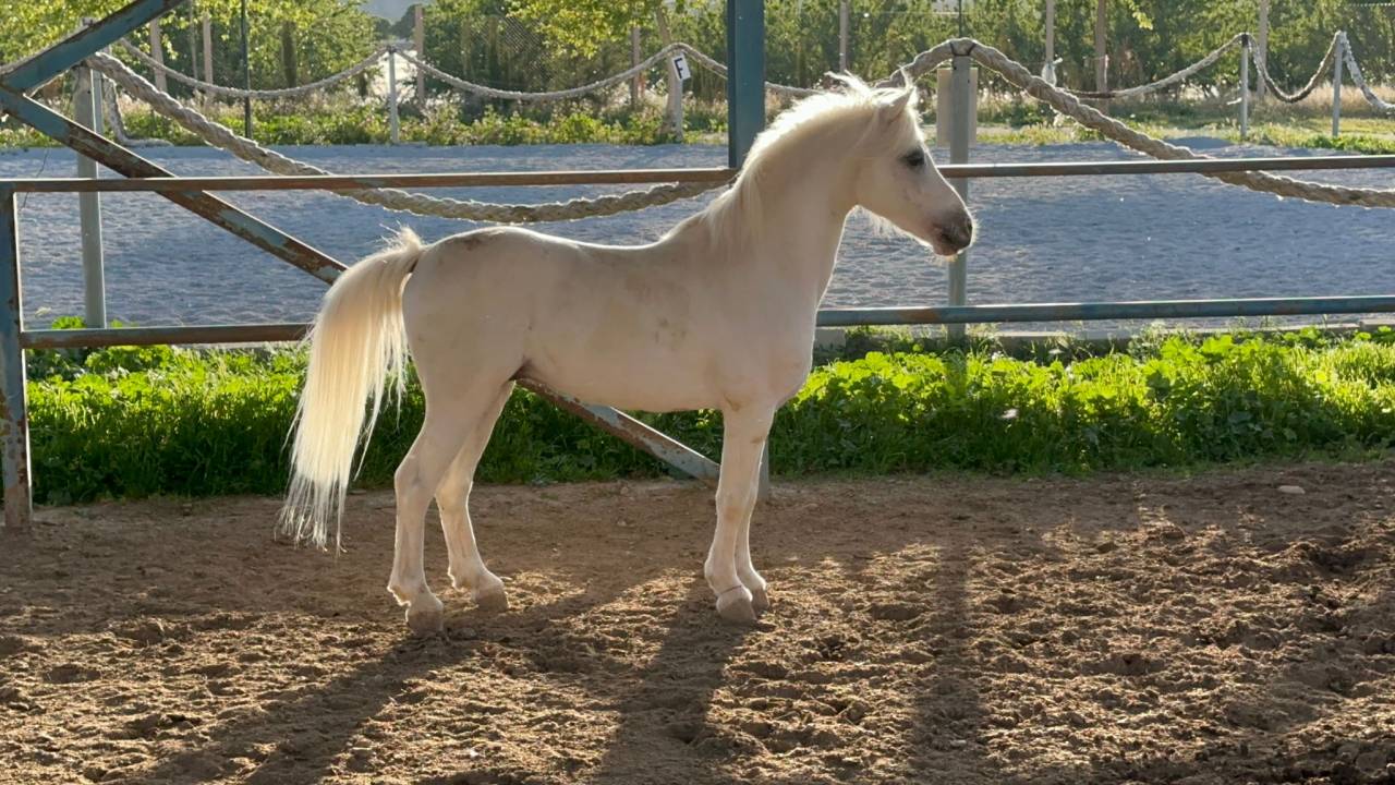 Gelding British Riding Pony For sale 2016 Grey