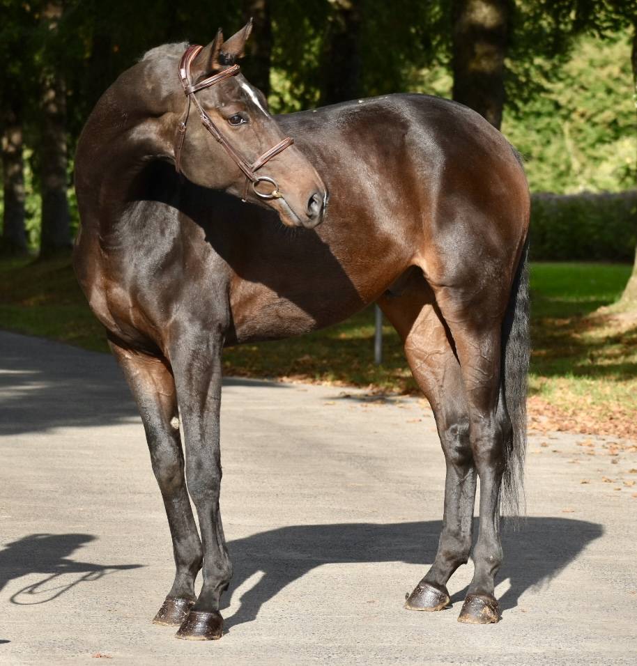 Gelding Origin Recorded For sale 2019 Dark Bay