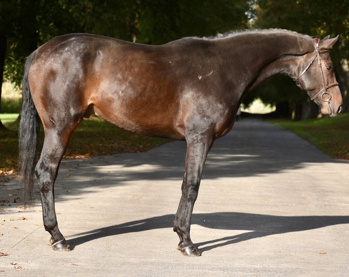 Gelding Origin Recorded For sale 2019 Dark Bay