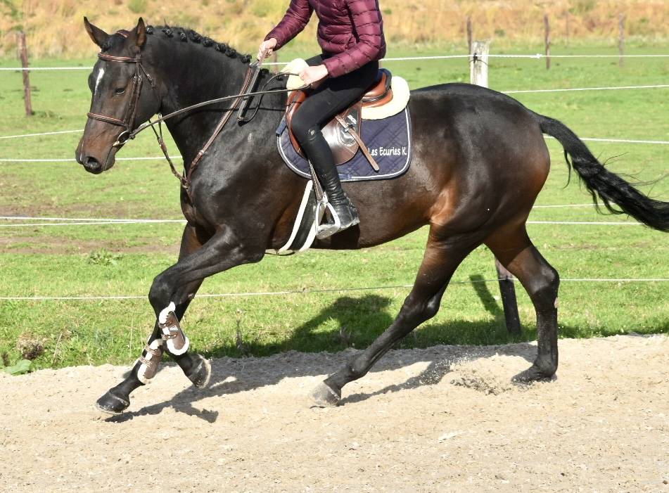 Gelding Origin Recorded For sale 2019 Dark Bay