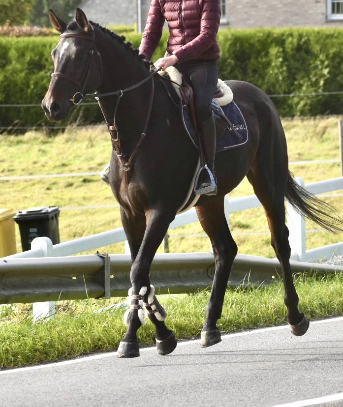 Gelding Origin Recorded For sale 2019 Dark Bay