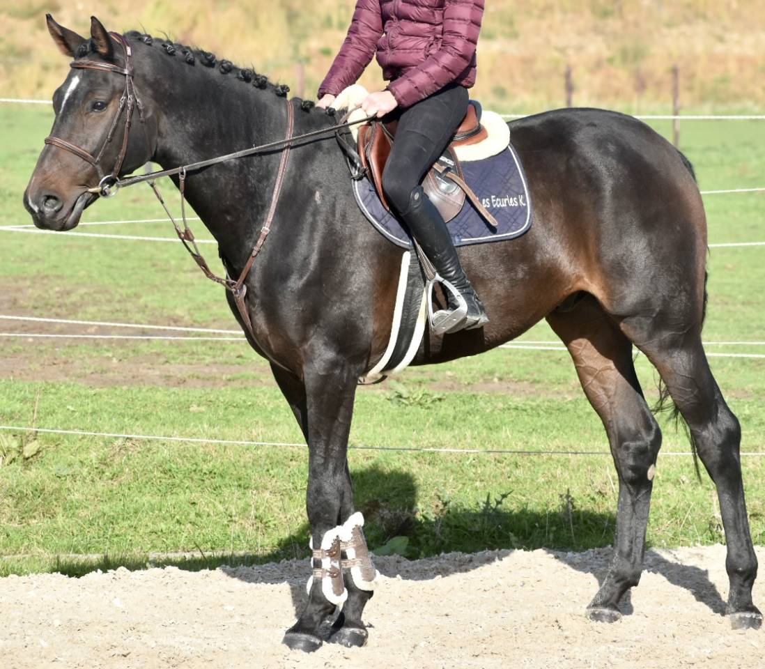 Gelding Origin Recorded For sale 2019 Dark Bay