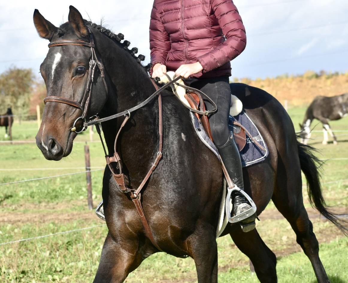 Gelding Origin Recorded For sale 2019 Dark Bay