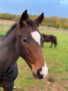 Colt French Saddle Pony For sale 2025 Bay