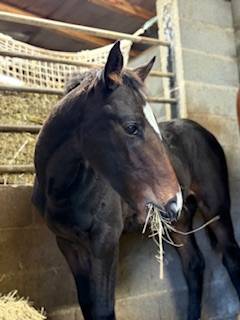 Colt French Saddle Pony For sale 2025 Bay